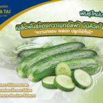 เจียไต๋ รุกหน้าพัฒนาตลาดแตงกวาในไทยเปิดตัวเมล็ดพันธุ์แตงกวามินิคิวค์ ลิซ่า ปลูกง่ายไม่ต้องผสมเกสร