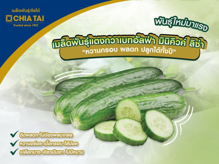 เจียไต๋ รุกหน้าพัฒนาตลาดแตงกวาในไทยเปิดตัวเมล็ดพันธุ์แตงกวามินิคิวค์ ลิซ่า ปลูกง่ายไม่ต้องผสมเกสร
