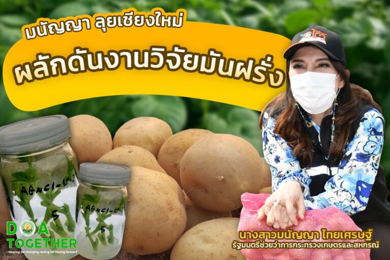 มนัญญา ลุยเชียงใหม่ ผลักดันงานวิจัยมันฝรั่งเน้นย้ำนโยบาย ตลาดนำการผลิต ลดต้นทุนนำเข้าหัวพันธุ์ เพิ่มรายได้เกษตรกร