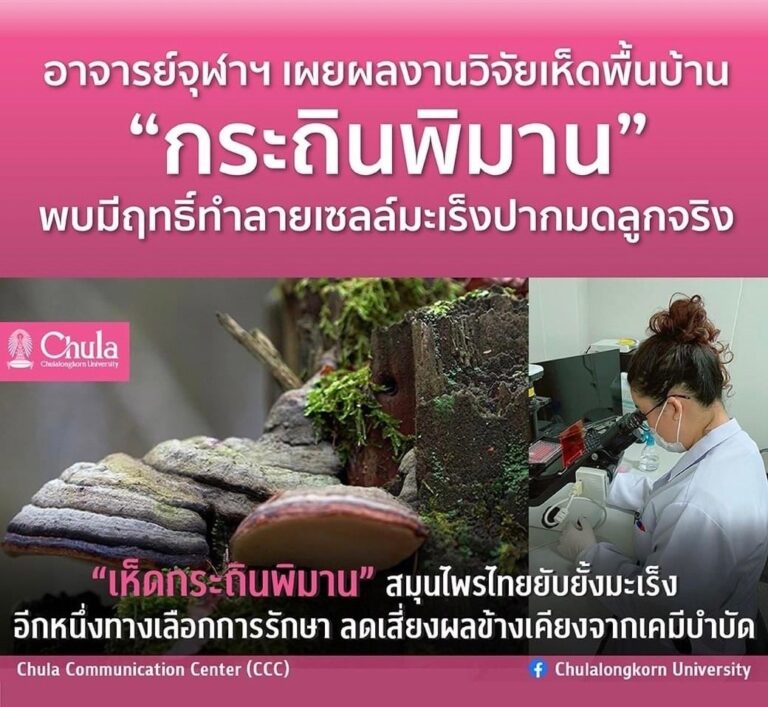 ทีมวิจัยจุฬาฯ เผยผลการทดลองสูตรตำรับสารสกัดสมุนไพรที่มี “เห็ดกระถินพิมาน ข้าวเย็นเหนือ ข้าวเย็นใต้” มีฤทธิ์ยับยั้งการเจริญเติบโตของเซลล์มะเร็งปากมดลูกได้ผลดีเช่นเดียวกับการยับยั้งเซลล์มะเร็งเต้านม