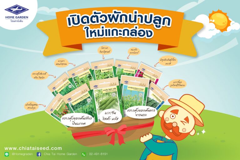 ซัมเมอร์นี้ เจียไต๋ โฮมการ์เด้น ชวนปลูกผักหน้าร้อนเปิดตัวผักน่าปลูก ใหม่แกะกล่อง