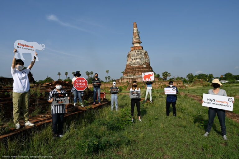 ร้องตรวจสอบมาตรฐานสวัสดิภาพ‘วังช้างอยุธยา แล เพนียด’ เหตุคลิปทำร้ายช้าง