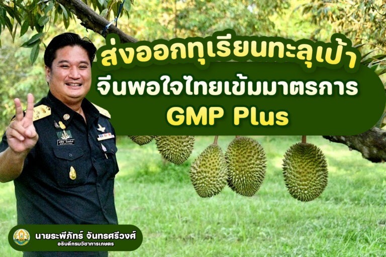 ปลื้ม! ส่งออกทุเรียนทะลุเป้า 4 เดือนกว่าเกิน 5 หมื่นล้านบาทจีนชื่นชมกรมวิชาการเกษตรคุมเข้มมาตรการ GMP Plus