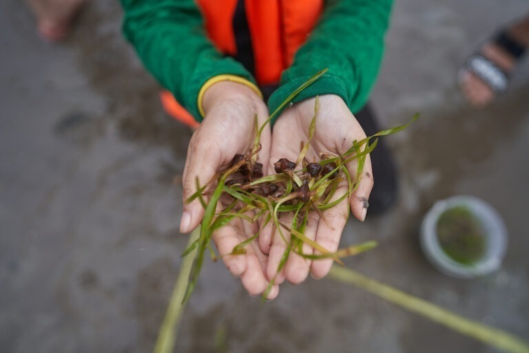 เอสซีจี แทคทีมเจนวายสายกรีน กู้วิกฤต ‘Climate Change’จัดทริป ‘ใคร Make Change – ปลูกหญ้าทะเล @ ตรัง’ลงพื้นที่ปลูก “หญ้าทะเล” ฮีโร่ลดโลกร้อน