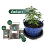 NUSA CSR ร่วมเฉลิมฉลองสุดยิ่งใหญ่ 9 มิ.ย.65 วันปลดล็อคกัญชาไทย เปิดจำหน่ายต้นกล้ากัญชง กัญชาตั้งธง! ดัน กัญชาสู่พืชเศรษฐกิจ ขับเคลื่อนเศรษฐกิจไทยให้ผงาดเหนือชาติอาเซียน