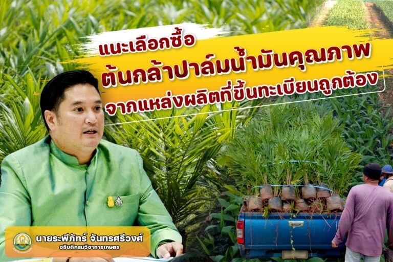กรมวิชาการเกษตรแนะวิธีเลือกซื้อต้นกล้าปาล์มน้ำมันคุณภาพพร้อมชี้เป้าแหล่งผลิตขึ้นทะเบียนถูกต้องกว่า 200 แปลง