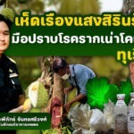 เห็ดเรืองแสงสิรินรัศมีมือปราบพิฆาตโรครากเน่าและโคนเน่าในทุเรียน