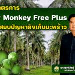 กรมวิชาการเกษตร เตรียมลุยมาตรการ GAP Monkey Free Plus<br>สยบปัญหาใช้ลิงเก็บมะพร้าว