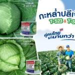 “กะหล่ำปลีเจียไต๋” ผักหวานกรอบยอดนิยมเคียงคู่คนไทยมานานกว่า 24 ปี