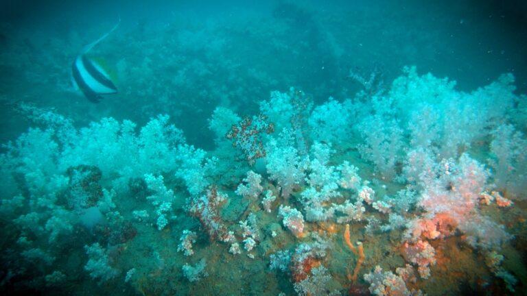 เปิดผลสำเร็จ 2 ปี โครงการนำร่อง Rigs-to-Reefs ครั้งแรกของเมืองไทยพลิกบทบาทขาแท่นปิโตรเลียม สู่บ้านปลาหลังใหม่ใต้ทะเล