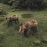 มูลนิธิแอร์บัสให้การสนับสนุนโครงการอนุรักษ์ช้างป่าของอุทยานแห่งชาติไทรโยค