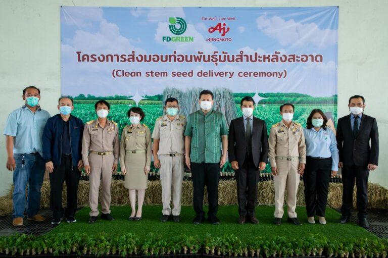 อายิโนะโมะโต๊ะ พัฒนาท่อนพันธุ์มันสำปะหลังสะอาดและทนทานต่อโรคใบด่างมุ่งส่งเสริมเพิ่มผลผลิตและคุณภาพให้พี่น้องเกษตรกรไทยอย่างยั่งยืน