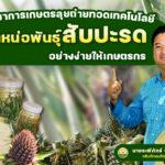 กรมวิชาการเกษตร ลุยขยายพันธุ์สับปะรด กวก. เพชรบุรี 2เร่งถ่ายทอดเทคโนโลยีผลิตหน่อพันธุ์อย่างง่ายให้เกษตรกร