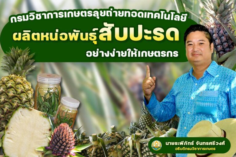กรมวิชาการเกษตร ลุยขยายพันธุ์สับปะรด กวก. เพชรบุรี 2เร่งถ่ายทอดเทคโนโลยีผลิตหน่อพันธุ์อย่างง่ายให้เกษตรกร