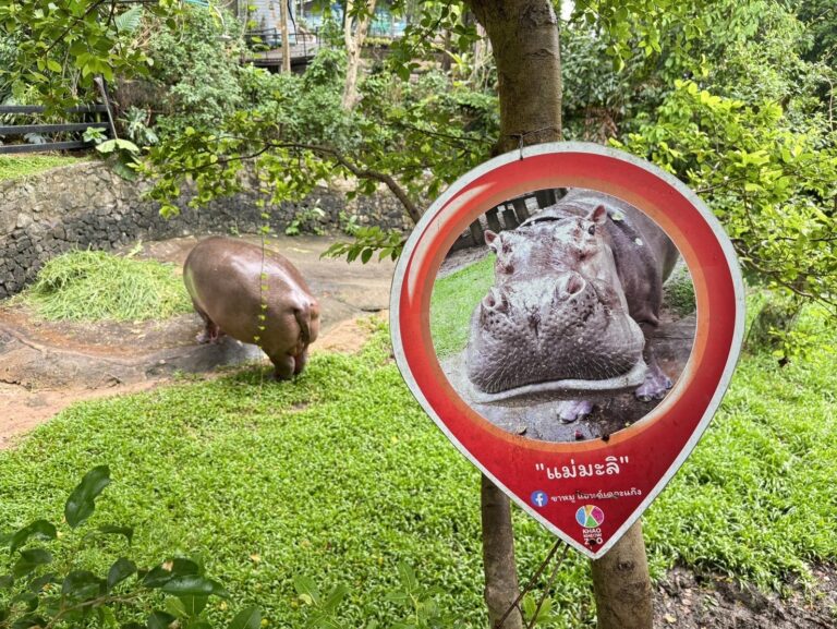 สวนสัตว์เปิดเขาเขียว ฉลองปิดเทอม จัดโปรฯ เอาใจเด็กๆ ลดค่าเข้าชม 50% ชวนเยี่ยมชม”แม่มะลิ” ฮิปโปโปเตมัส อายุยืนที่สุดในไทย ที่ยังมีสุขภาพแข็งแรงดี โชว์ตัวทุกวัน