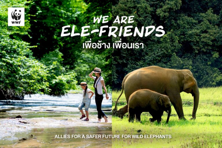 WWF เปิดตัวแคมเปญ ‘We’re Ele-Friends เพื่อช้าง เพื่อนเรา’ ในวันช้างไทย<br>ผลักดันคนไทยร่วมมือร่วมใจเพื่ออนาคตให้กับช้างป่า