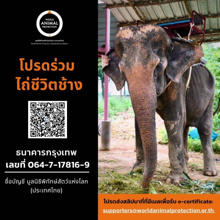 องค์กรพิทักษ์สัตว์แห่งโลก ชวนส่งต่อความรัก ร่วมบริจาค<br>“กองทุนช่วยเหลือเพื่อไถ่ชีวิตช้างไทย” สู่สุขสุดท้าย