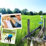 คนอร์เปิดตัวโครงการเกษตรกรรมฟื้นฟู ปฏิรูปห่วงโซ่อุปทานข้าวไทย เพิ่มผลผลิตและรายได้ให้เกษตรกรอย่างยั่งยืน