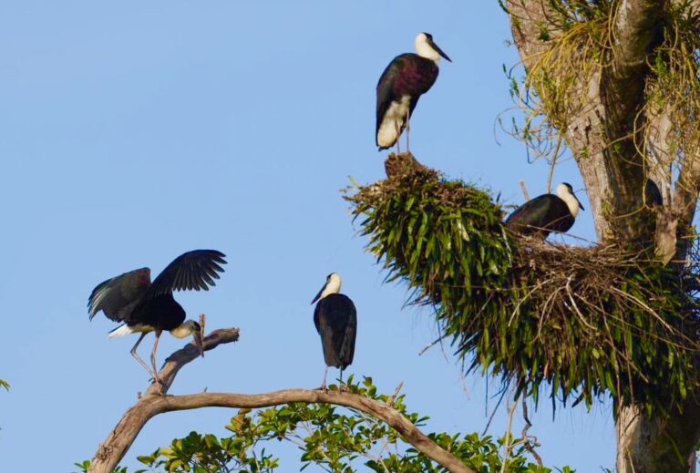 องค์การสวนสัตว์ฯ โชว์ผลงานด้านการอนุรักษ์สัตว์ป่าหายากระดับเพชรยอดมงกุฎอีกครั้ง ได้ลูกนกกระสาคอขาวหลังปล่อยคืนสู่ธรรมชาติ