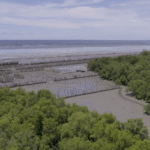 ทางรอด-ทางเลือก ในการอนุรักษ์ป่าโกงกาง ด้วยเทคโนโลยีการจัดลำดับจีโนมและความหลากหลายทางชีวภาพ