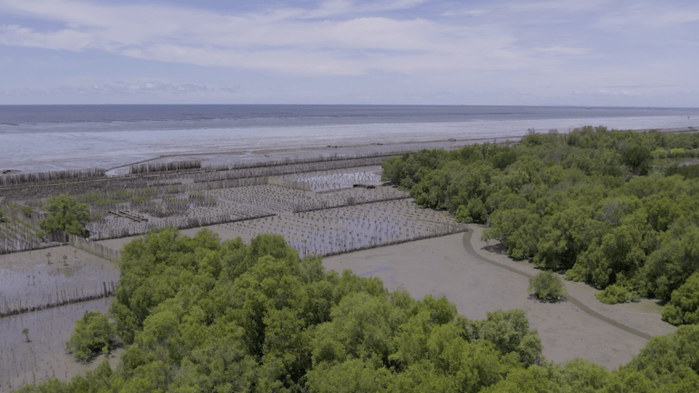 ทางรอด-ทางเลือก ในการอนุรักษ์ป่าโกงกาง ด้วยเทคโนโลยีการจัดลำดับจีโนมและความหลากหลายทางชีวภาพ