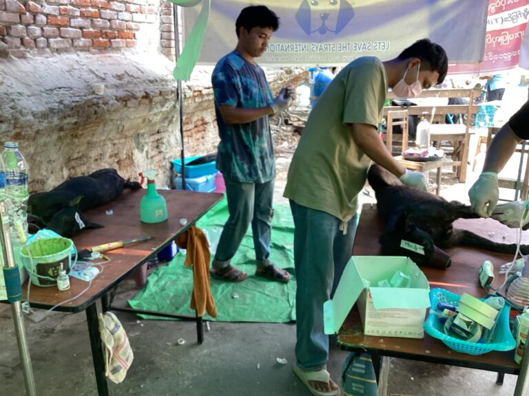 องค์กรพิทักษ์สัตว์แห่งโลกจับมือ Let’s Save The Strays, International เร่งช่วยเหลือสัตว์ในมัณฑะเลย์หลังแผ่นดินไหว
