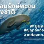พะยูนลดลง สัญญาณเตือนจากท้องทะเลไทย วันอนุรักษ์พะยูนแห่งชาติ (17 สิงหาคม)
