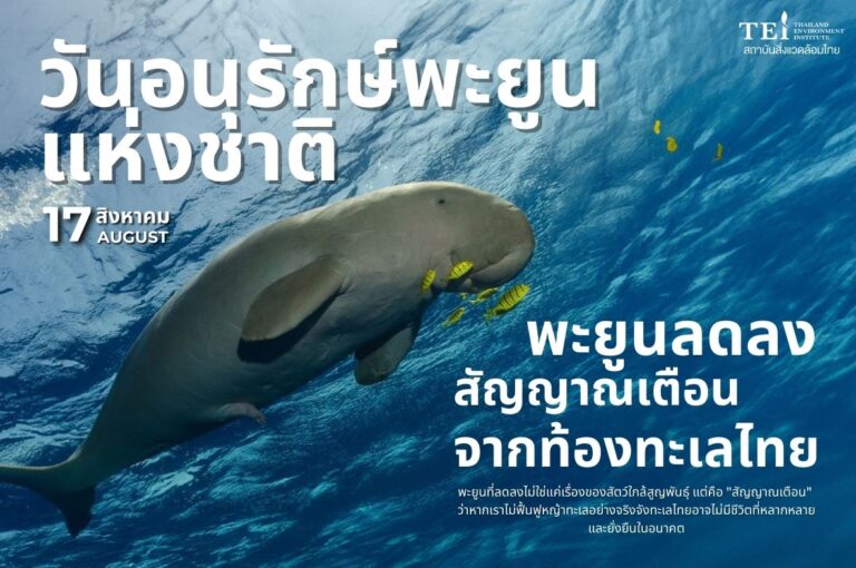 พะยูนลดลง สัญญาณเตือนจากท้องทะเลไทย วันอนุรักษ์พะยูนแห่งชาติ (17 สิงหาคม)