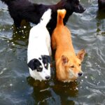 จากสัตว์ตัวแรก… สู่พันล้านชีวิต World Animal Protection 75 ปีที่เราไม่ทิ้งกัน