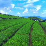 สินค้าเกษตรของดีประจำถิ่น หนุนเศรษฐกิจกุ้ยโจวเติบโตสดใส