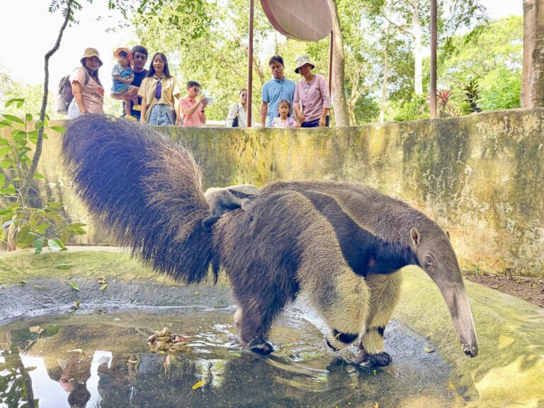 ข่าวดี ! ลูกตัวกินมดยักษ์ หาชมยาก ลืมตาดูโลกที่สวนสัตว์เปิดเขาเขียว ชวนชมความน่ารัก เด็กเที่ยวฟรี 23 ต.ค.นี้