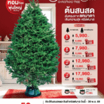 ไทวัสดุ และ บีเอ็นบี โฮม ในเครือเซ็นทรัล รีเทล ตอกย้ำความเป็นเจ้าตลาดเทศกาลคริสต์มาส เปิดพรีออร์เดอร์ ‘ต้นสนสดจากแคนาดา’ 4 ขนาดใหม่ พร้อมอัปเดต 5 เทรนด์ของตกแต่งนำเข้าสุดเอ็กซ์คลูซีฟ