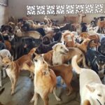 ให้คะแนนแลกชีวิตใหม่: โมเดลสร้างโอกาสให้หมาแมวจรมีบ้าน