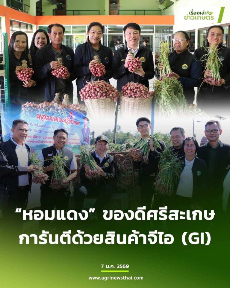 “หอมแดง”ของดีศรีสะเกษการันตีด้วยสินค้าจีไอ(GI)