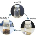 จากโรงเรียนประถมสู่ศูนย์เรียนรู้วัฎจักรชีวิตของหิ่งห้อย ประเทศญี่ปุ่น