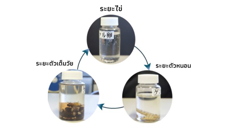 จากโรงเรียนประถมสู่ศูนย์เรียนรู้วัฎจักรชีวิตของหิ่งห้อย ประเทศญี่ปุ่น