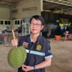 20 เมษายน ดีเดย์เก็บเกี่ยวทุเรียนหมอนทอง ก้านยาว กรมวิชาการเกษตรปักหมุดลุยตรวจเข้มคุณภาพทุเรียนไม่พัก ย้ำชาวสวน สายตัด โรงคัด “ไม่ตัด ไม่ซื้อ ไม่ขาย ทุเรียนอ่อน”