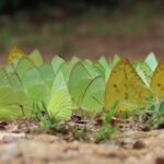 ทำความรู้จัก “ผีเสื้อหนอนคูนธรรมดา” สีสันแห่งป่าโปร่งและฤดูฝน 🌿