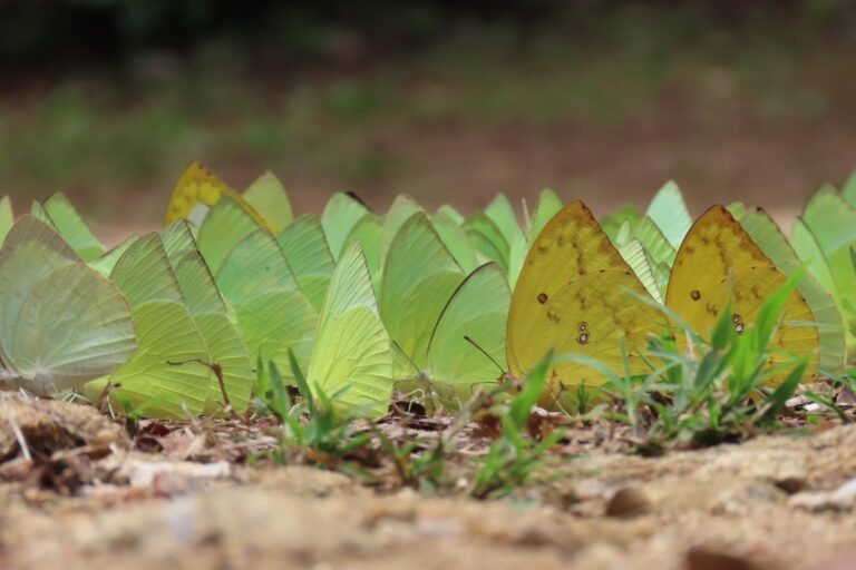 ทำความรู้จัก “ผีเสื้อหนอนคูนธรรมดา” สีสันแห่งป่าโปร่งและฤดูฝน 🌿