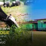 บพท. จับมือจุฬาฯ ปั้นโมเดล CDSIE ยกระดับห่วงโซ่มูลค่าโคนมไทย เพิ่มรายได้กลุ่มเกษตรกรกว่า 39 ล้านบาทต่อปี