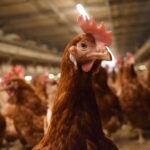 EGGTRACK 2025: การเปลี่ยนผ่านสู่ระบบปลอดกรงในประเทศไทยเดินหน้าอย่างต่อเนื่อง โดยความโปร่งใสและการดำเนินการของภาคธุรกิจยังคงเป็นปัจจัยสำคัญ