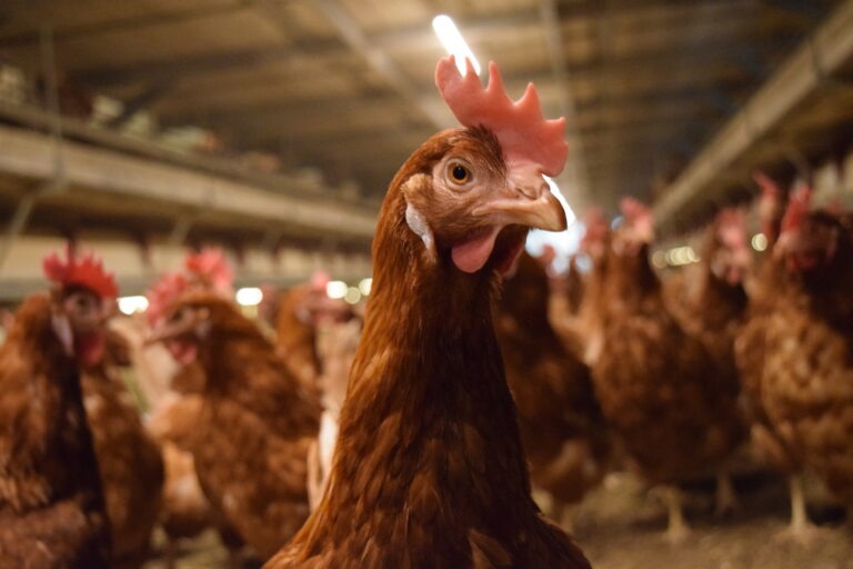 EGGTRACK 2025: การเปลี่ยนผ่านสู่ระบบปลอดกรงในประเทศไทยเดินหน้าอย่างต่อเนื่อง โดยความโปร่งใสและการดำเนินการของภาคธุรกิจยังคงเป็นปัจจัยสำคัญ