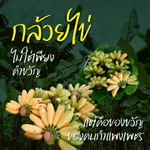 พลังภาคีกำแพงเพชร ตั้งเป้า“กล้วยไข่” เรียกรายได้ร้อยล้าน คืนชีพพืชเศรษฐกิจสู่แผนพัฒนาจังหวัดกำแพงเพชร
