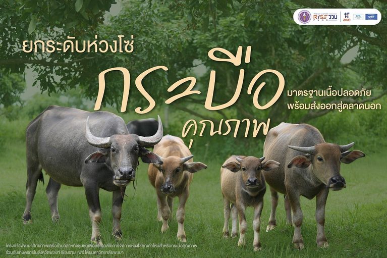 ยกระดับห่วงโซ่ “กระบือคุณภาพ” มาตรฐานเนื้อปลอดภัย พร้อมส่งออกสู่ตลาดนอก